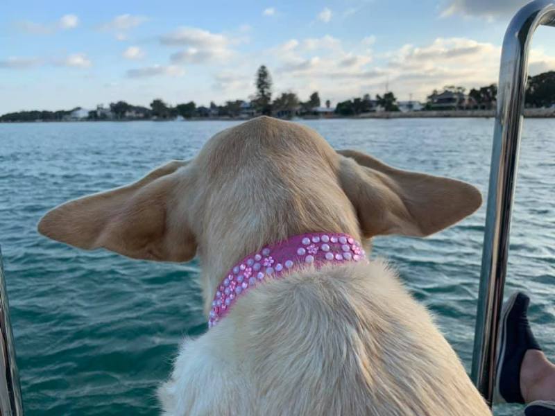 79445515_10212511474820741_1259488864515391488_n a close up of a dog in a body of water